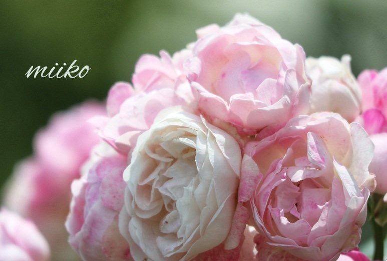 338369A8-24BA-4BD9-AA55-639680C97EDB