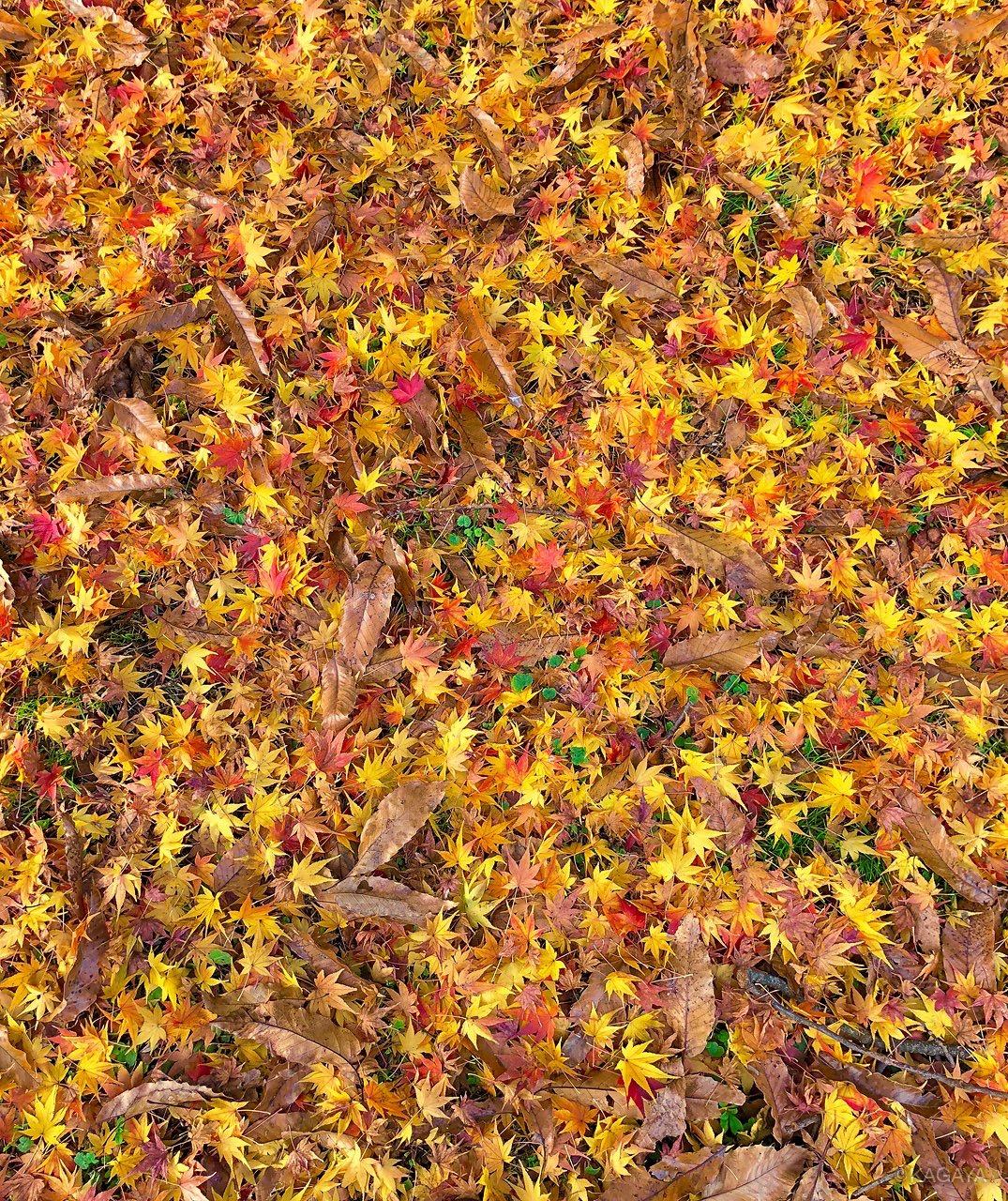 614F89FB-E67B-4D00-936E-6B6875B827D3