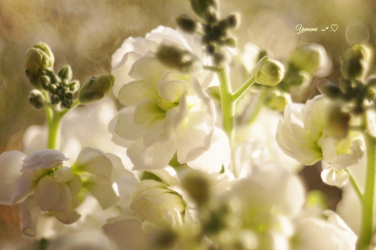 4DA8F1E5-3238-41CC-9BD4-FC7E05297D05